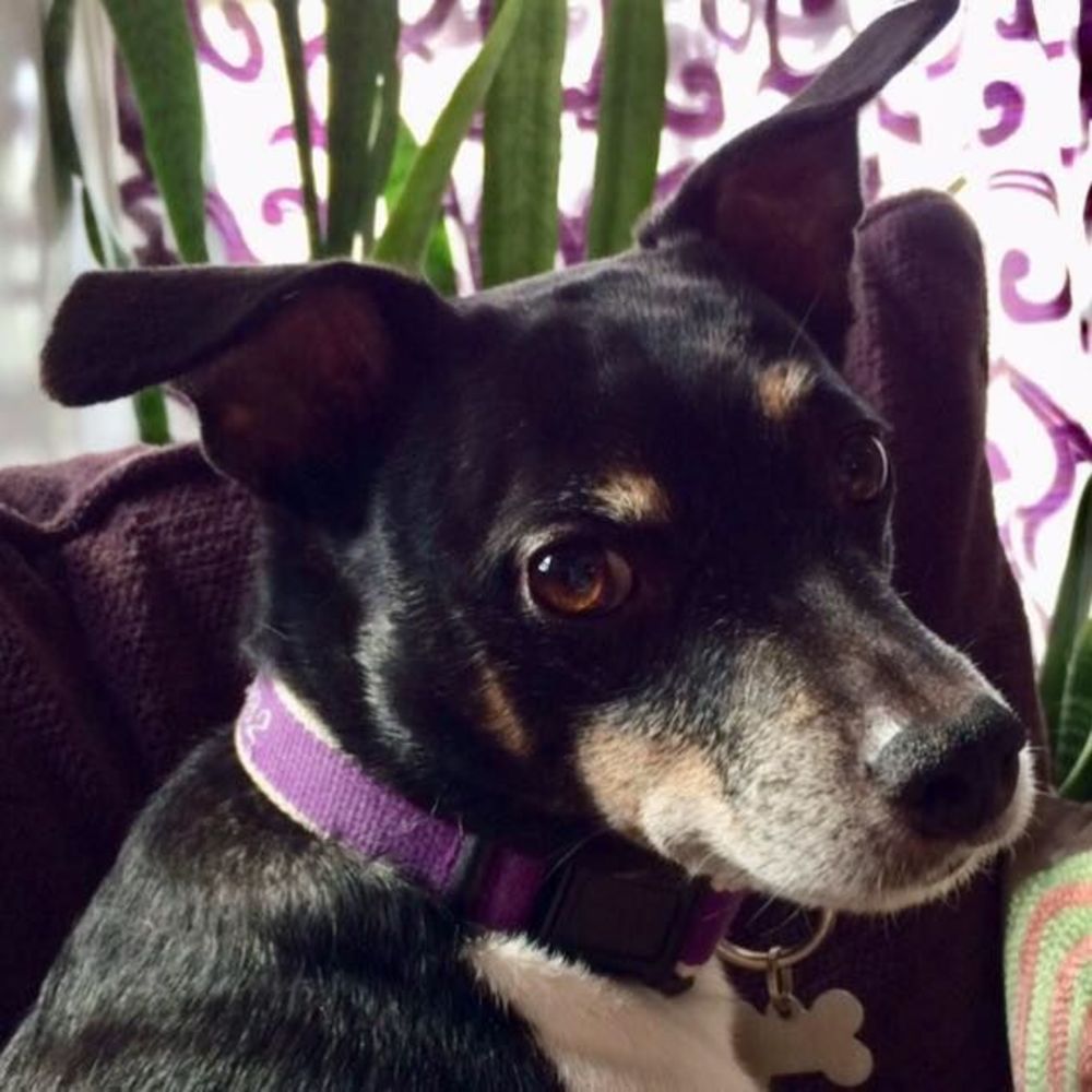 Meet your Posher, Barbara